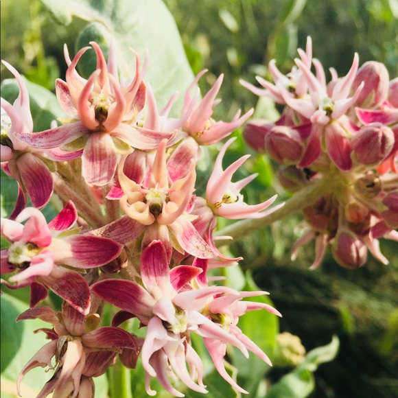 Meet your Posher, Jenna - Picture 1 of 1